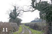 mystery trees